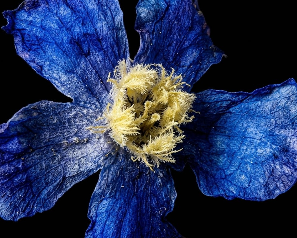 Flor de Azurea silvestre liofilizada