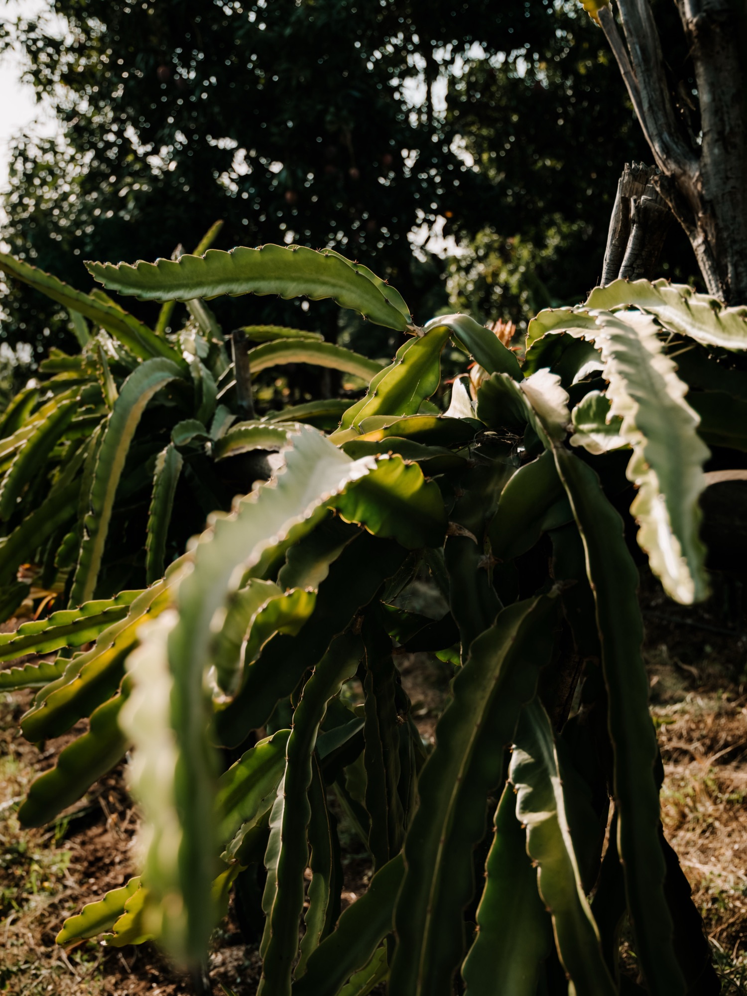 Na Natureza